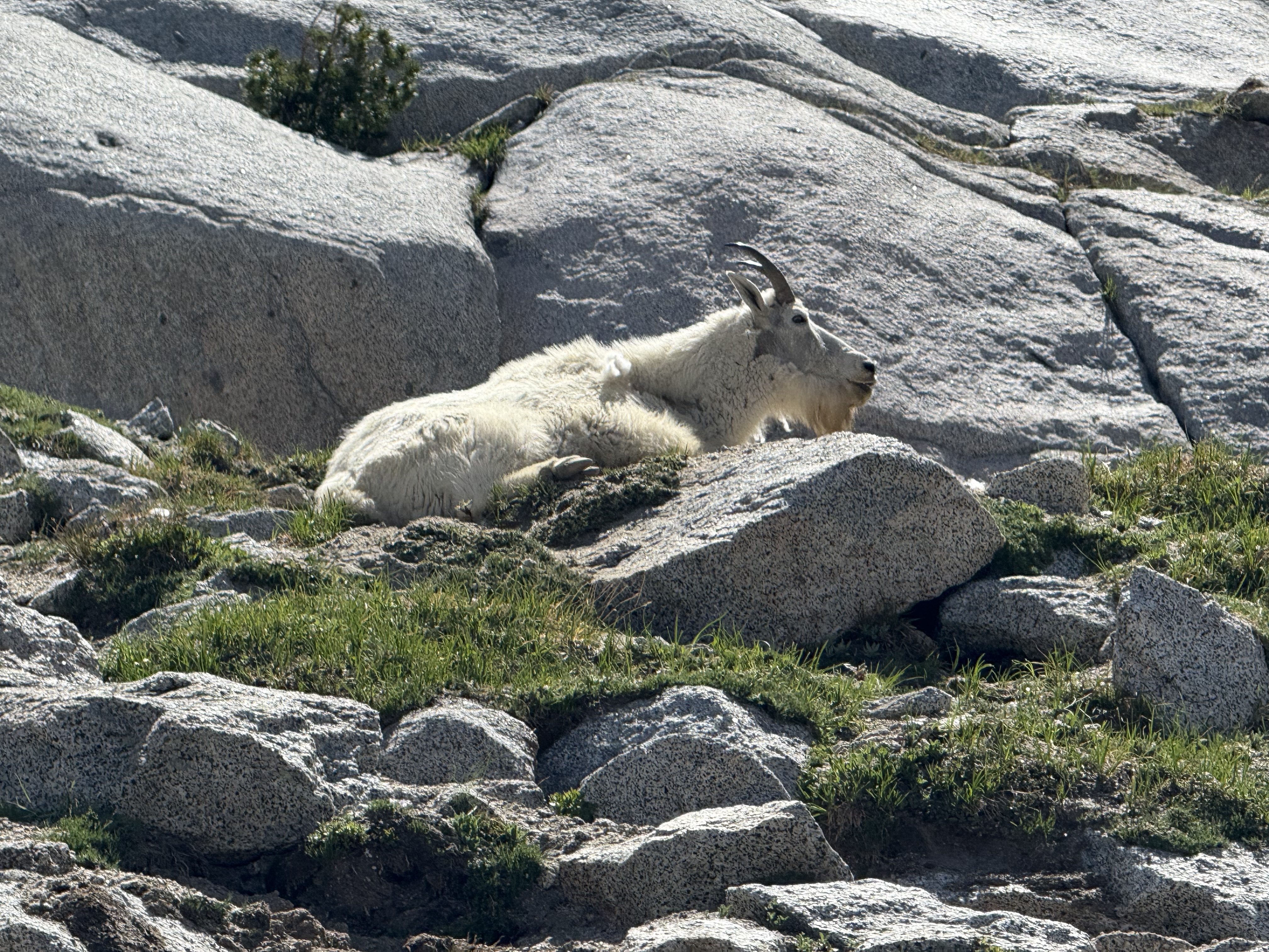 Mountain goat resting calmly on granite rocks near Aasgard Pass