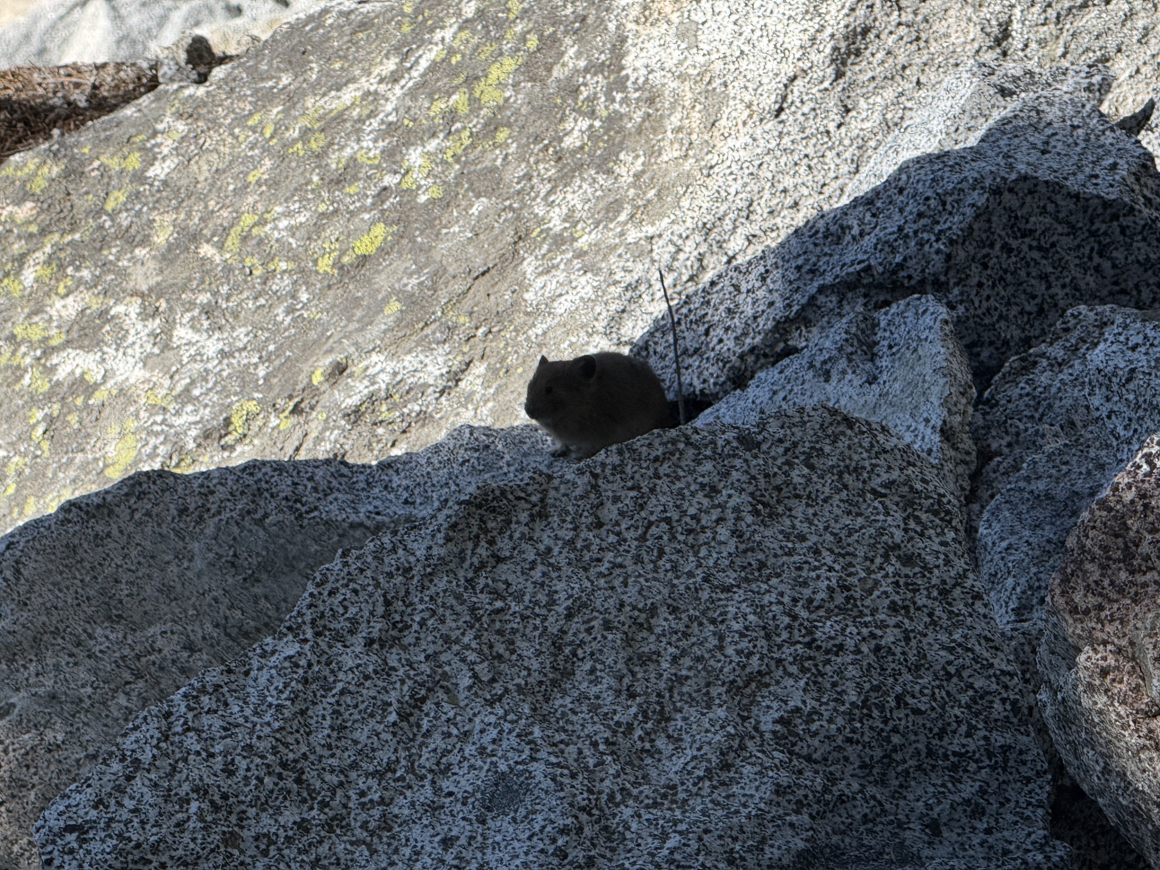 Small pika sitting on granite rocks on the descent toward Nada Lake
