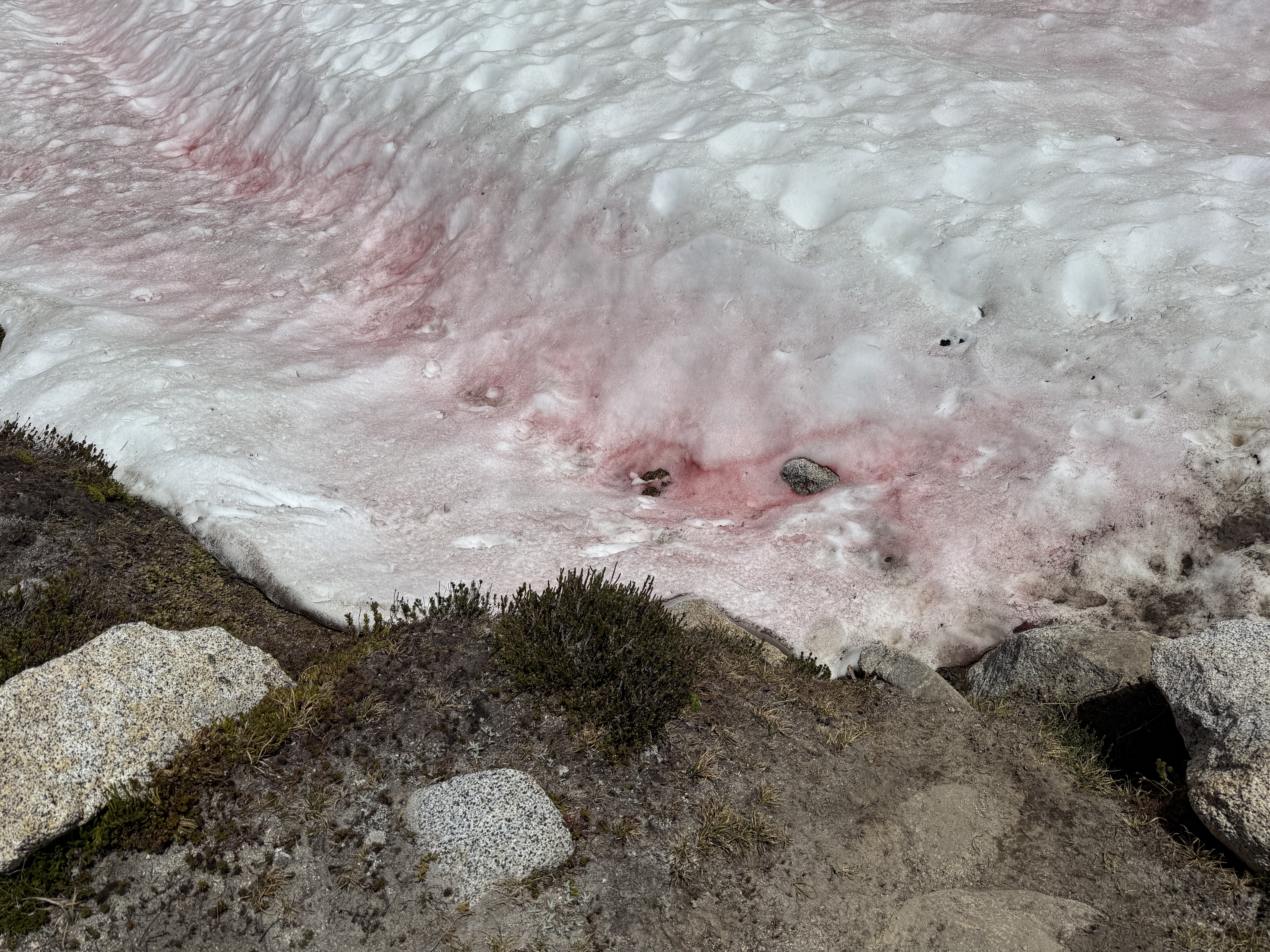 Close-up of vivid pink watermelon snow in the Enchantments Core