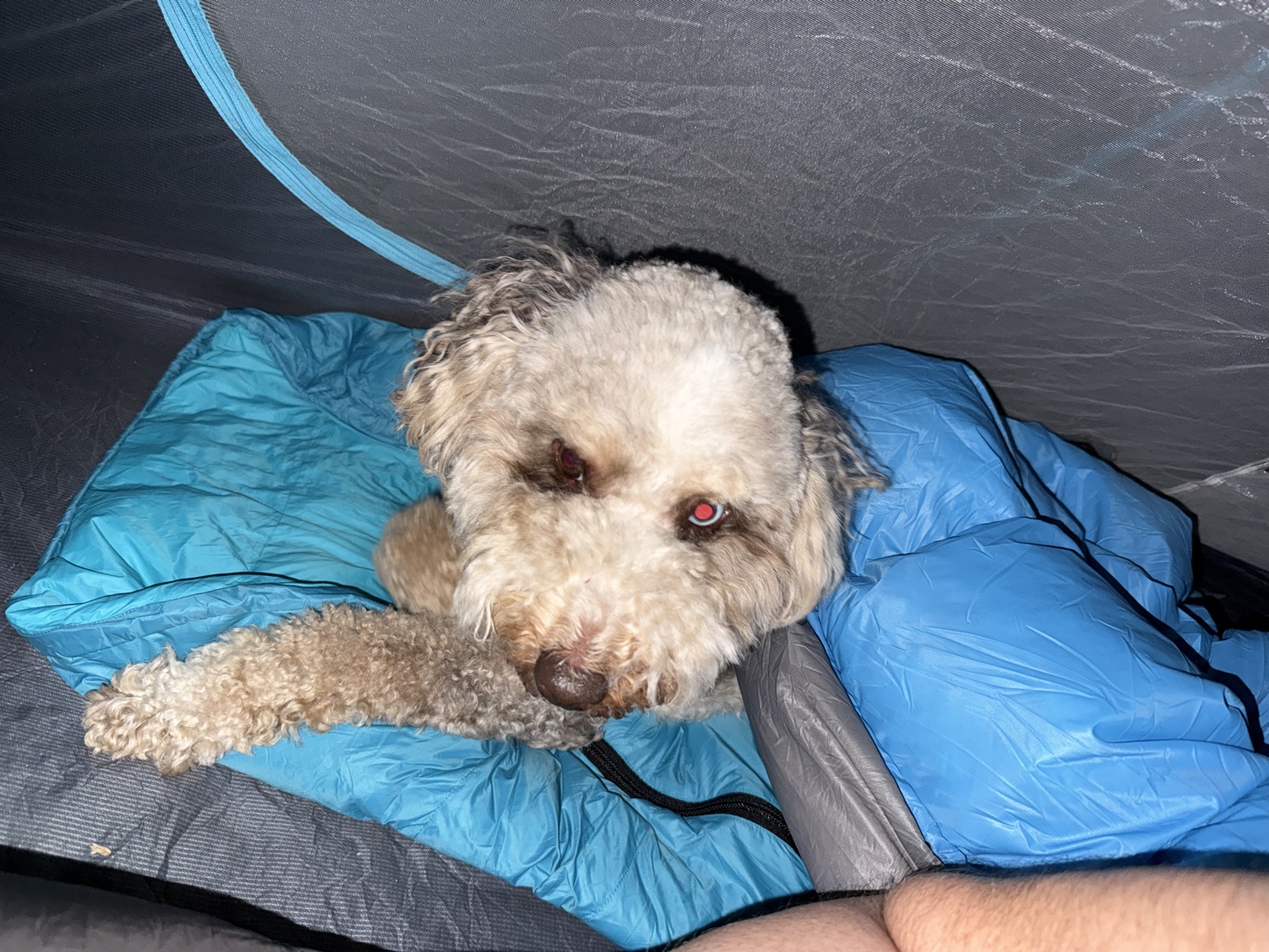 Basil lying on a blue quilt inside the tent at night, wide awake