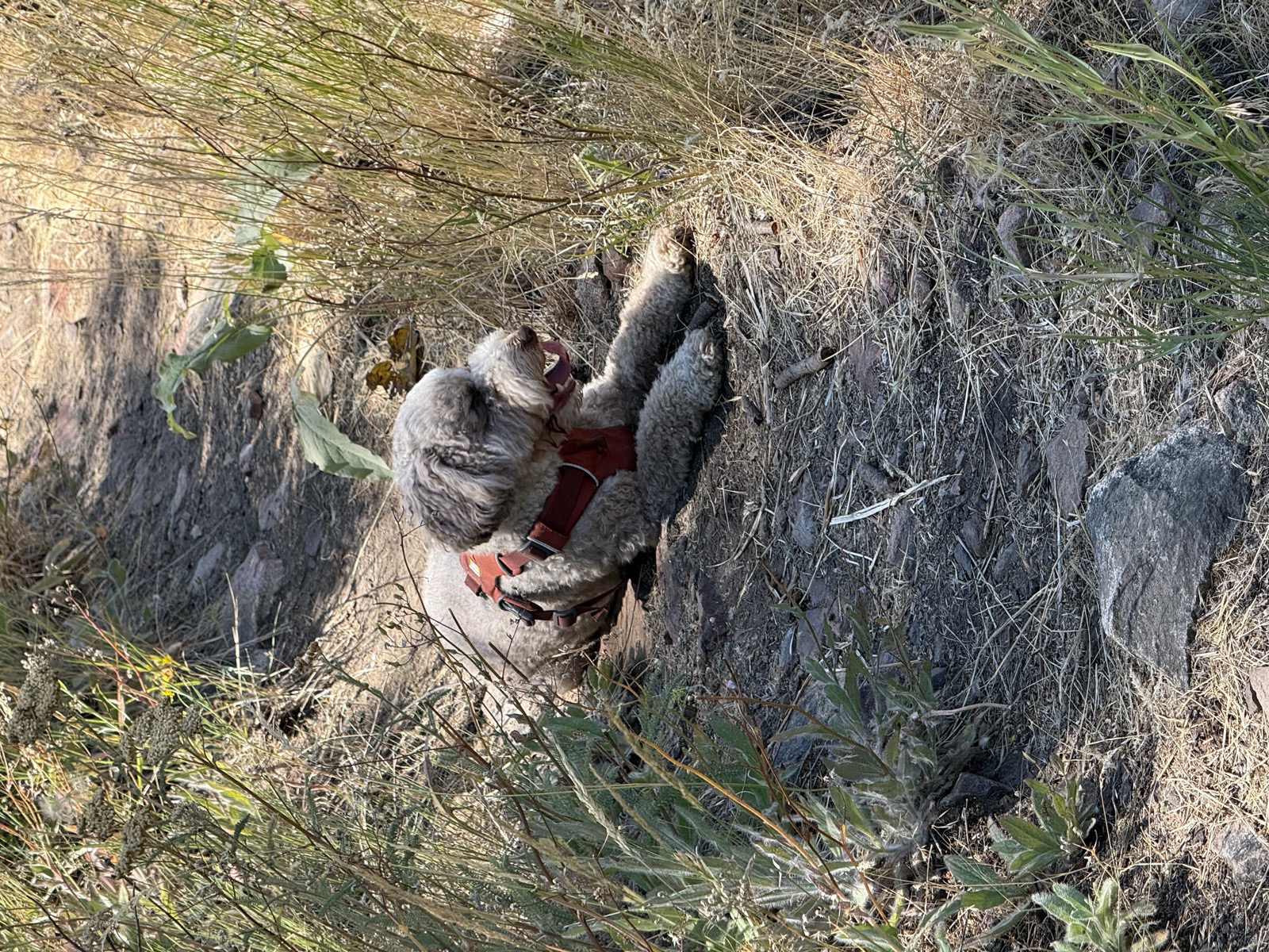 Basil the dog lying down in the middle of a dry, grassy trail, panting