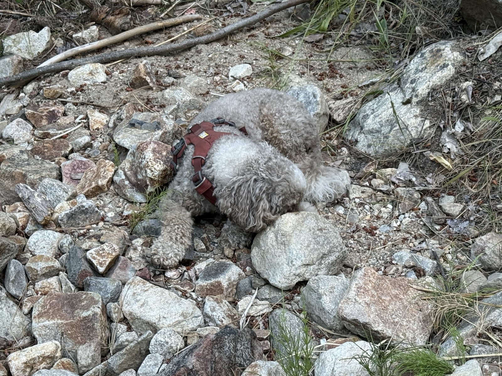 Basil curled up resting on the rocks beside the creek