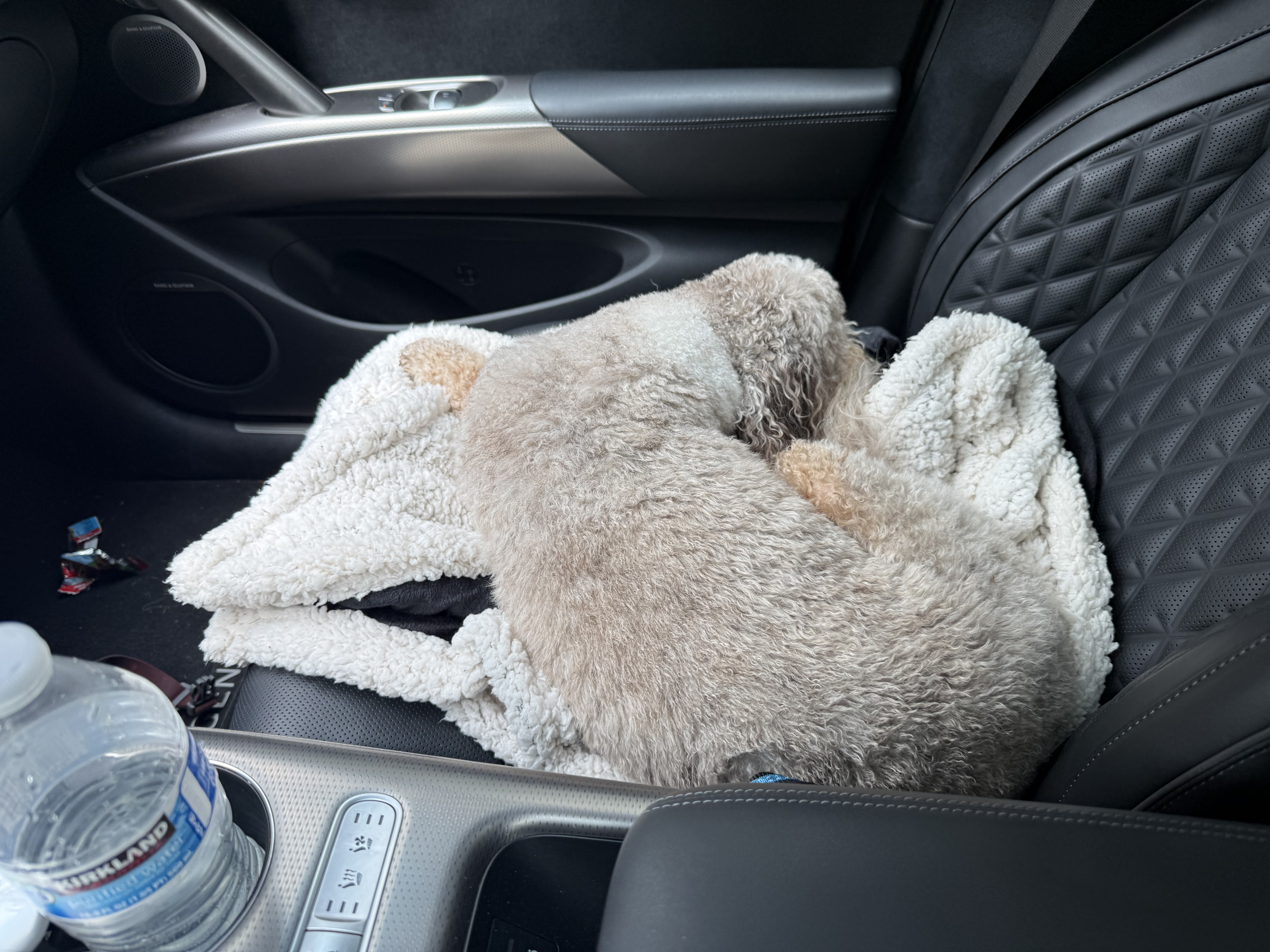 Basil the Aussiedoodle wrapped in a towel and asleep on the car seat after the hike