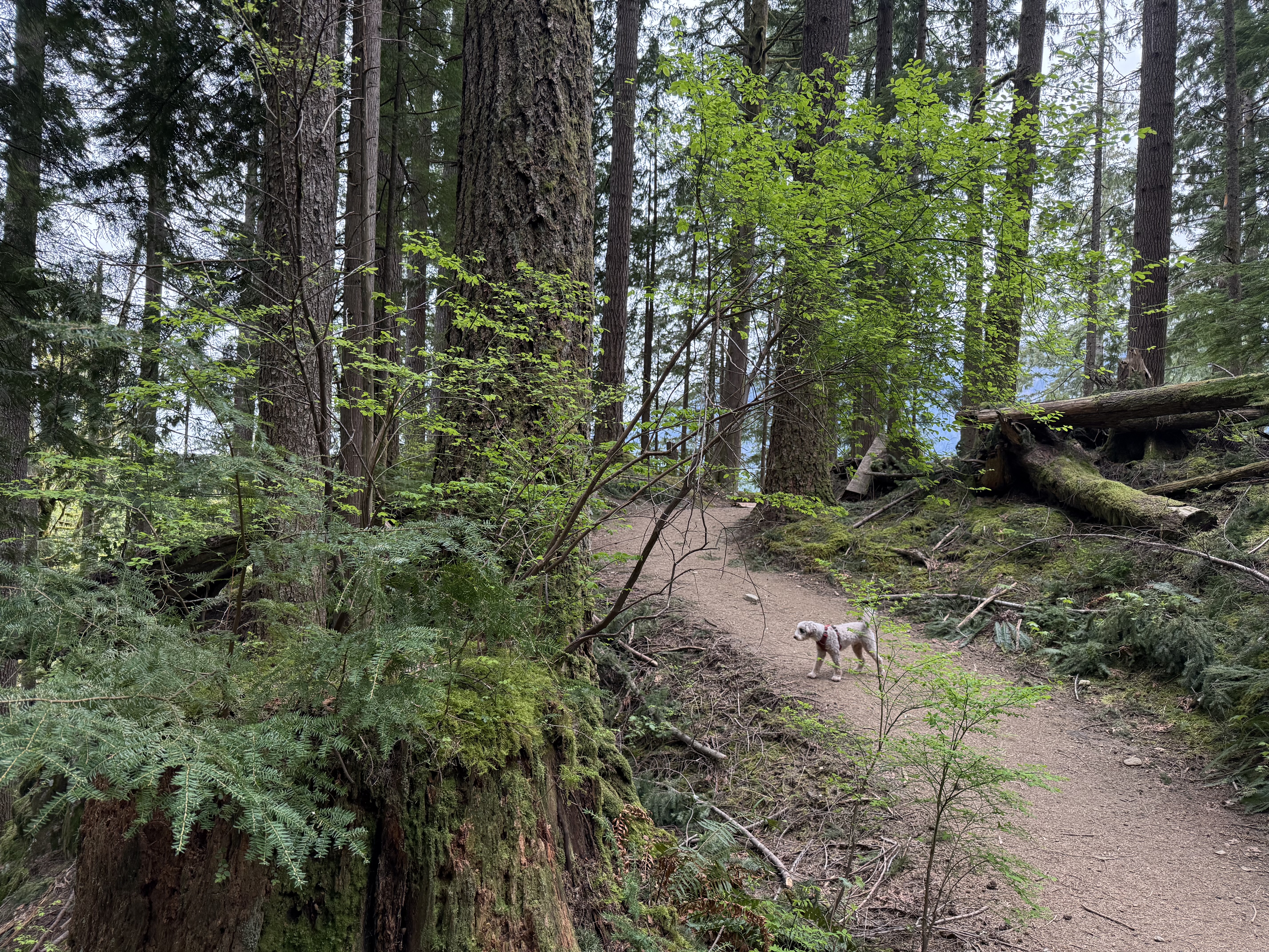 Basil the Aussiedoodle on the Granite Creek Trail through dense PNW forest