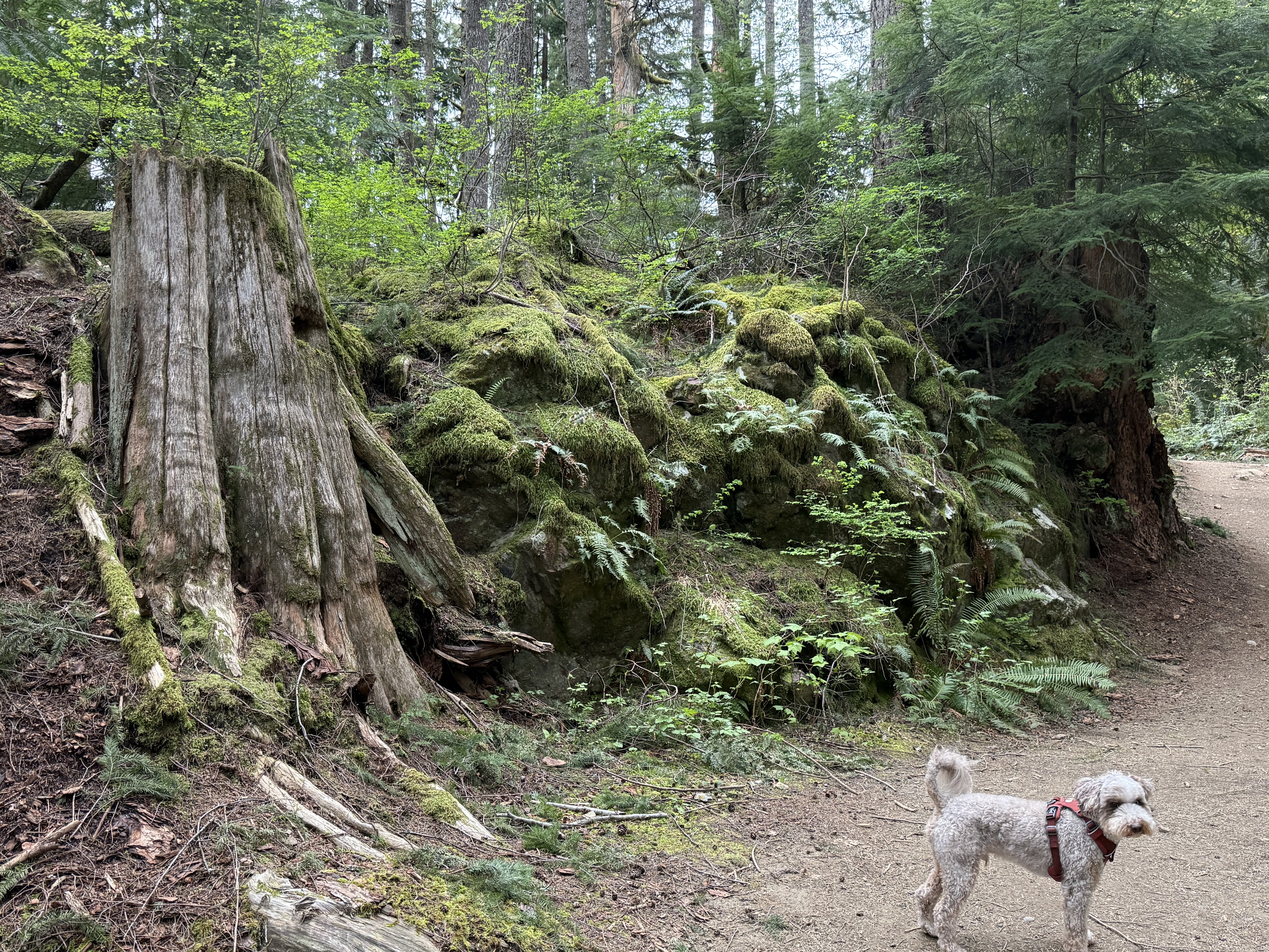 Basil the Aussiedoodle next to a massive moss-covered stump along the trail