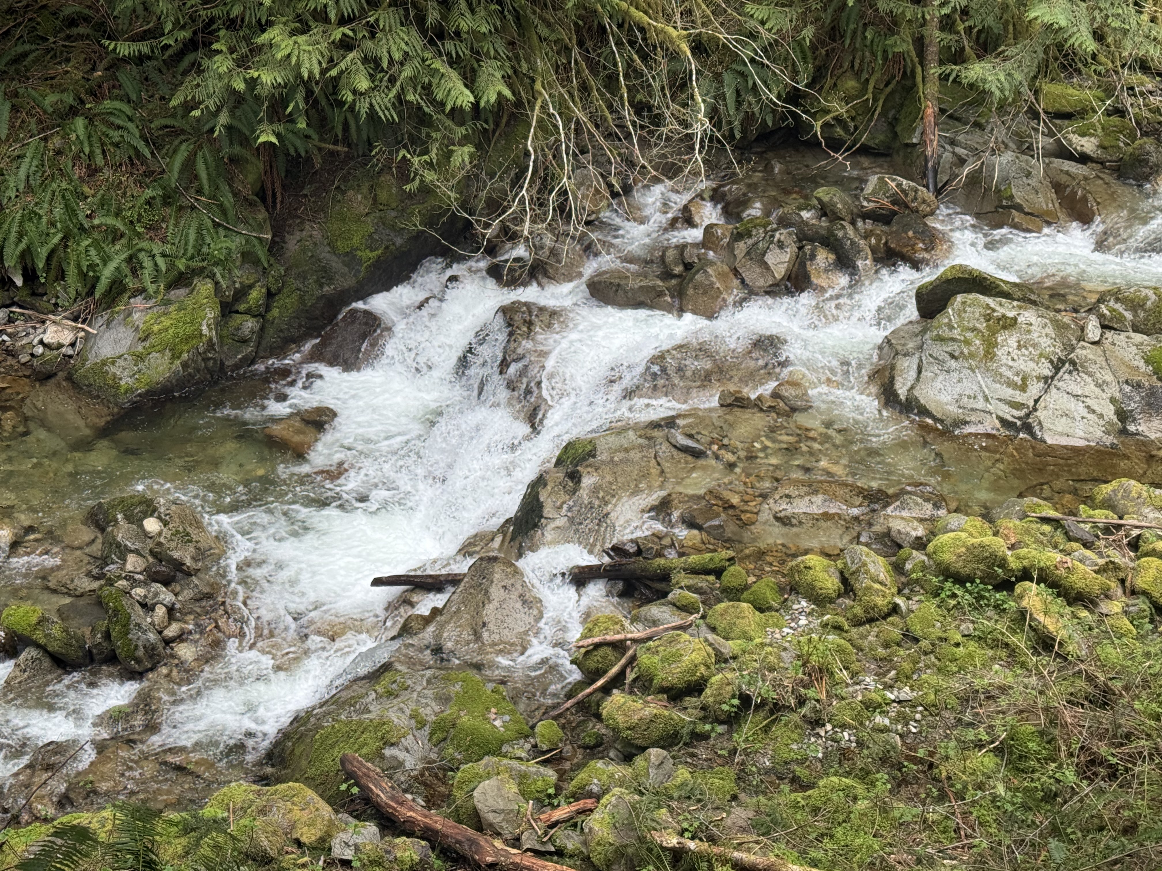 Granite Creek rushing over moss-covered boulders through dense forest