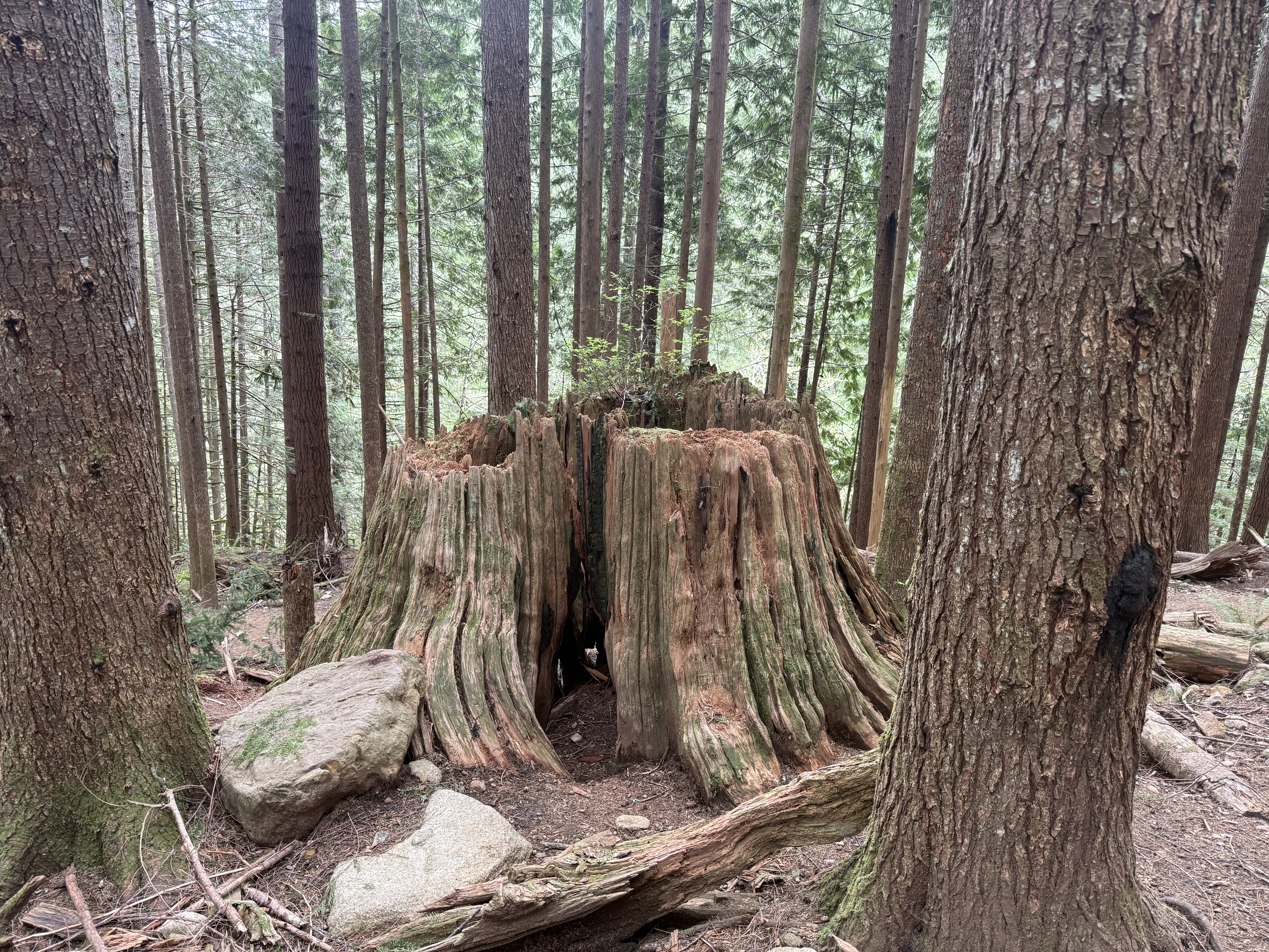 Massive old-growth cedar stump surrounded by younger trees along the Granite Creek Trail