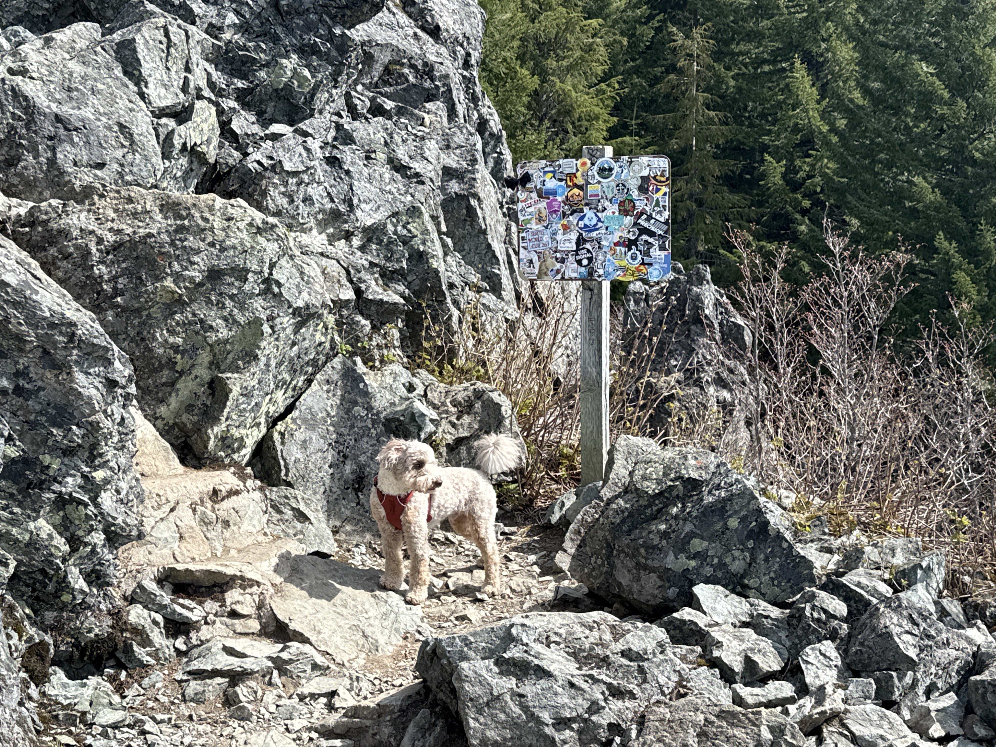 Basil the Aussiedoodle at the sticker-covered Mount Si summit trail marker