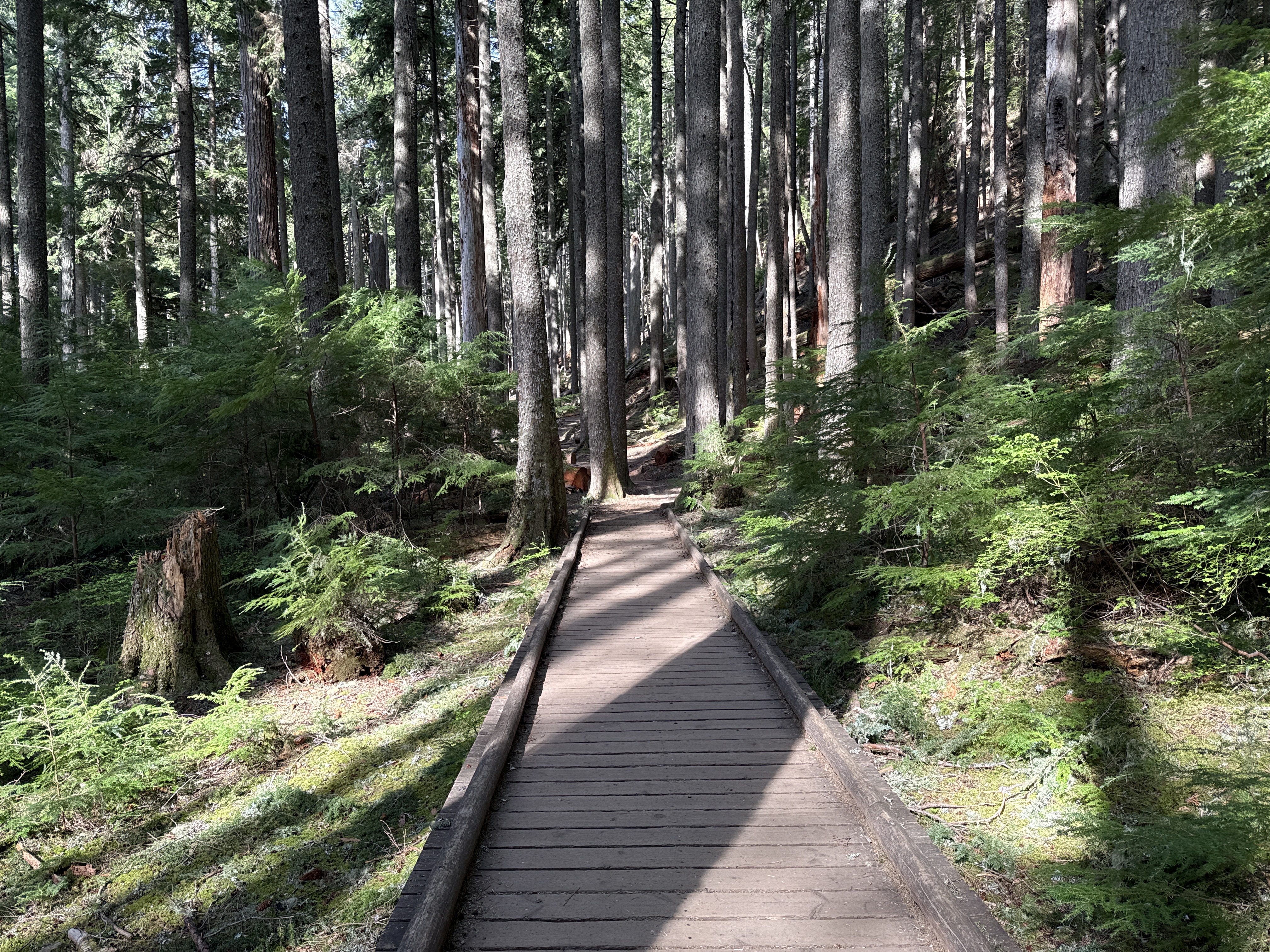 Wooden boardwalk through old-growth forest at Snag Flat on Mount Si