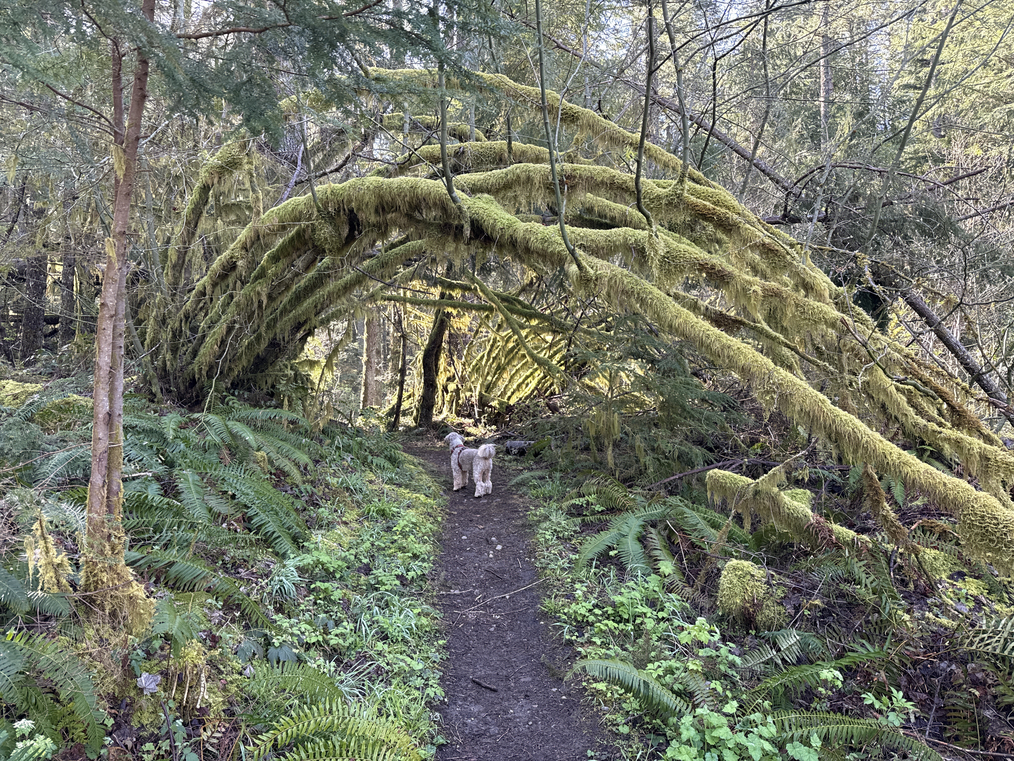 Basil the Aussiedoodle standing under a beautiful arch of moss-covered trees