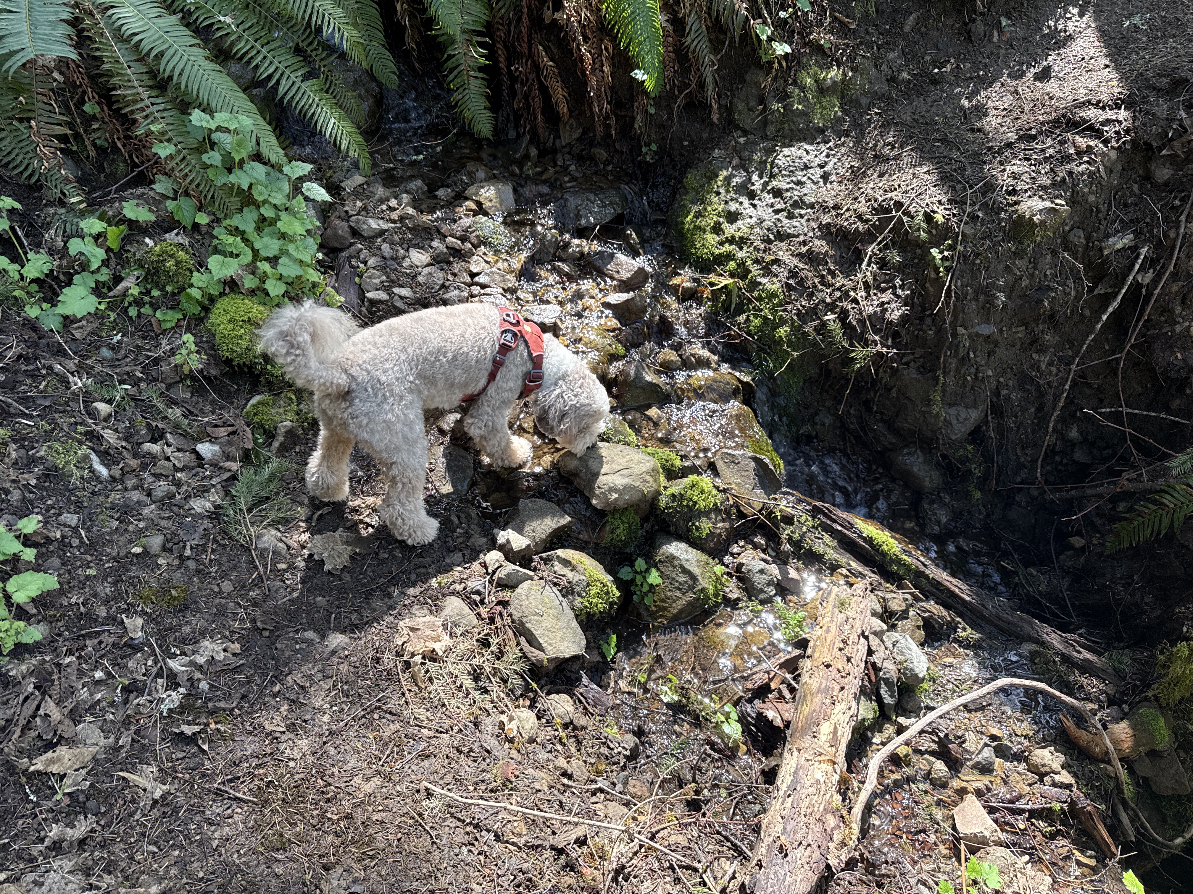 Basil the Aussiedoodle at a stream crossing, investigating the water