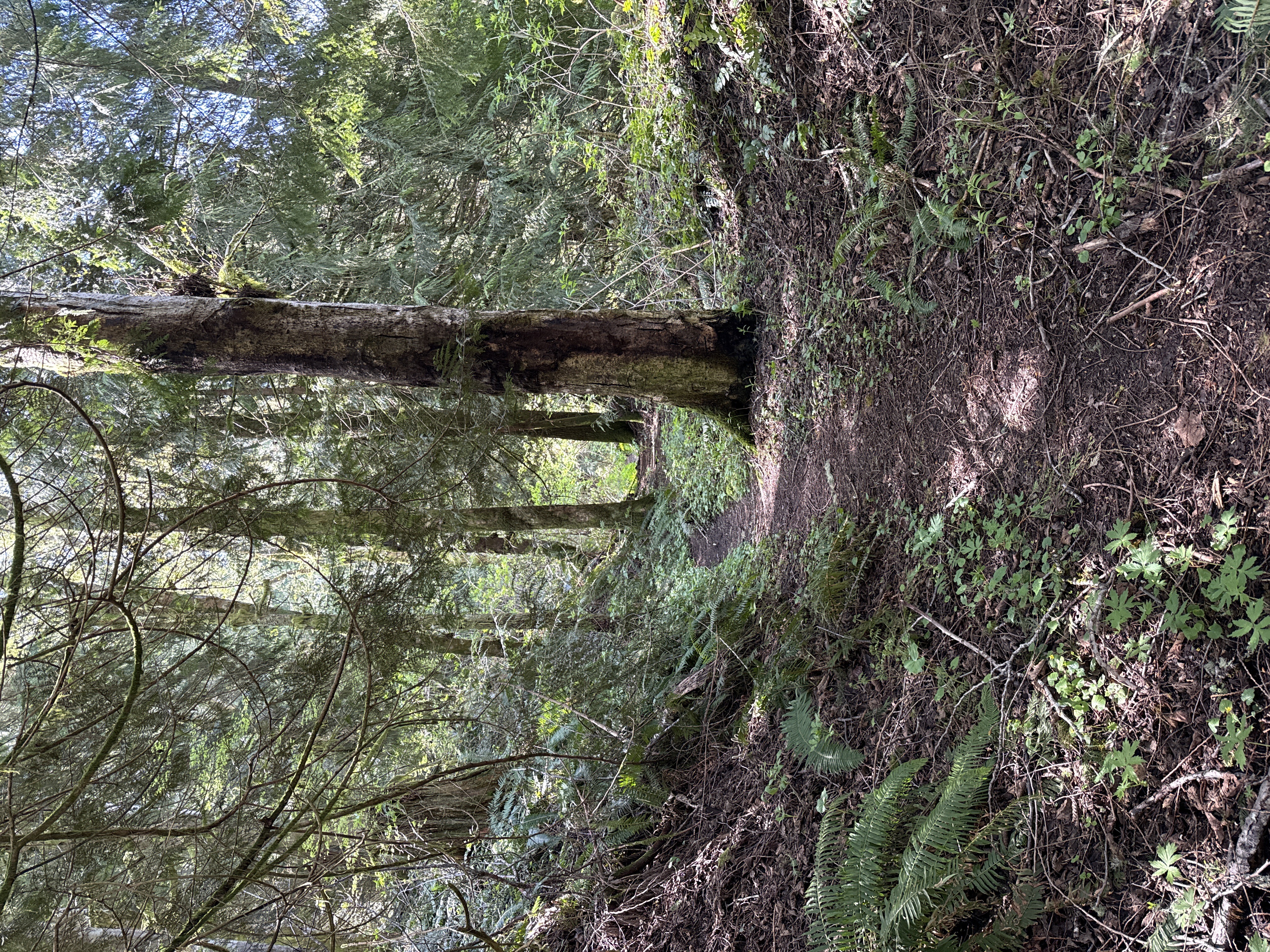 Massive old-growth tree and fallen log in dense PNW forest